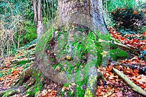 Platanus Hispanica Tree Trunk