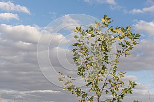 Platanus x hispanica young tree on blue background