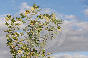 Platanus x hispanica young tree on blue background