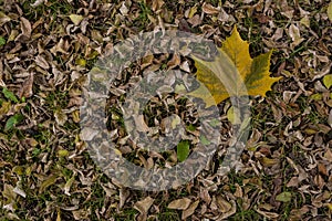 Platanus leaf on dry leaf bed