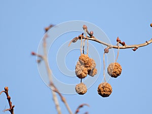 Platanus occidentalis