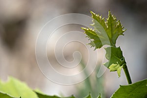 Platanus occidentalis leaf close-up of a single tree photo