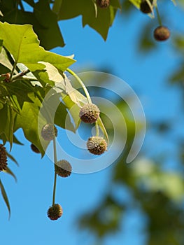 Platanus orientalis.