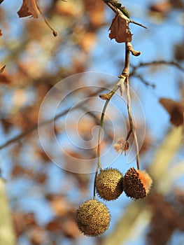 Platanus orientalis Linn