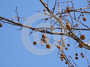 Platanus orientalis Linn