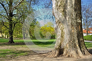 Platanus Orientalis - old Plane tree in the park