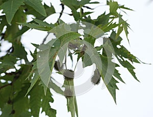 Platanus orientalis, Old World Sycamore, Oriental Plane