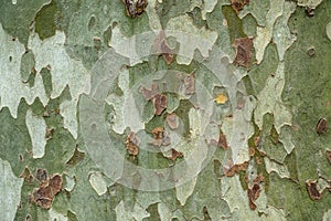 The closeup of a sycamore`s tree bark