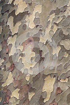 Platanus texture