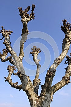 Platanus Tree