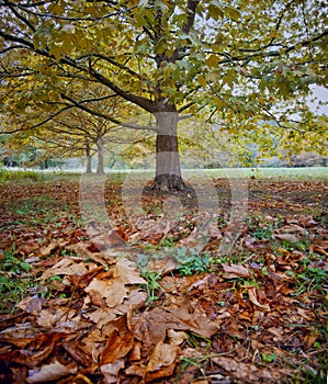 Platanus tree