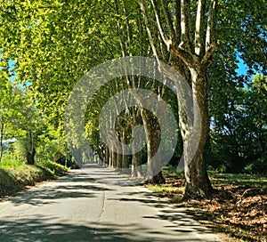 Platanus tree crowns form arche over rural road in France. Road trip in western France