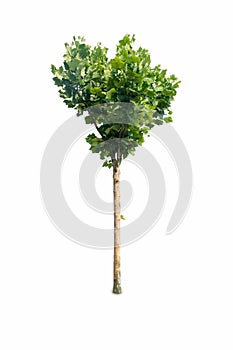 Platanus tree isolated