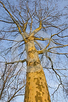 Platanus tree on the ramparts in Ieper