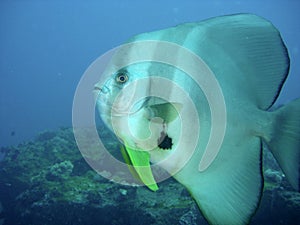 Platax / Batfish