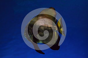 Platax in dark blue water. Orbicular batfish photo