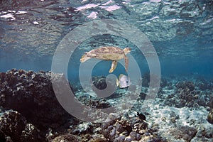 Platax orbicularis Orbicular Batfish and Green Sea Turtle in Sipadan