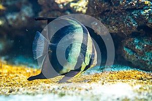 Platax orbicularis - Orbicular Spadefish