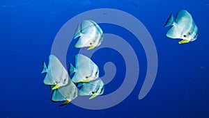 Platax teira, also known as the teira batfish, longfin batfish, longfin spadefish, or round faced batfish is a fish from the Indo-