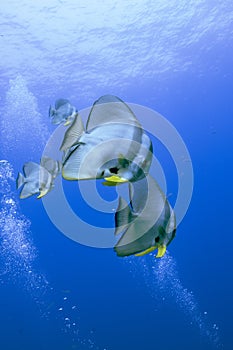 Platax teira, also known as the teira batfish, longfin batfish, longfin spadefish, or round faced batfish is a fish from the Indo-