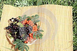 Plate with berries of a red mountain ash and chokecherry