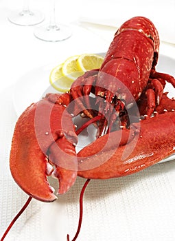 Plate with Boiled Lobster, homarus gammarus