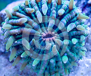 Plate coral