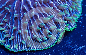 Plate Coral Edge