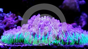 Plate Coral, - Fungia sp.