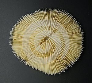 Plate Coral Skeleton