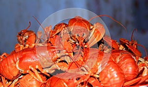 A plate of delicious boiled crawfish