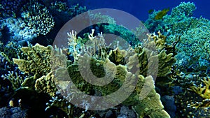 Plate fire coral (Millepora platyphylla) and Net fire coral (Millepora dichotoma) undersea