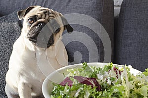 Plate with fresh green salad, dog breed pug sitting on the sofa