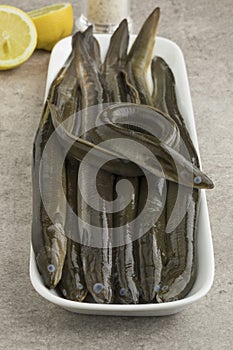 Plate with fresh raw eels