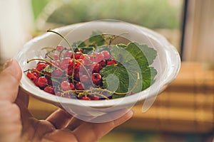 Plate of fresh ripe red currant
