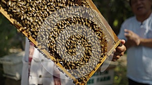 Plate full of bees extracted from beekeeping box and a man pointing to it