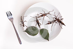 Plate full of insects in insect to eat restaurant