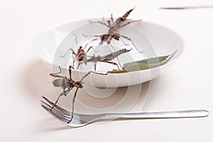 Plate full of insects in insect to eat restaurant