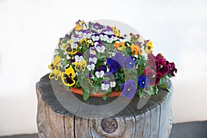 Plate with mixed pansy flowers