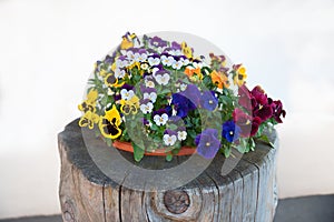 Plate with mixed pansy flowers photo