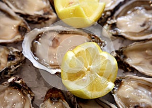 Plate of Oysters