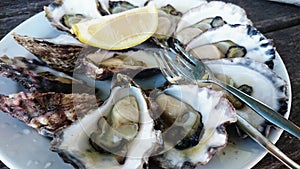 A plate of oysters