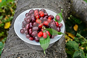 Plate with red dogwood berries on table, closeup