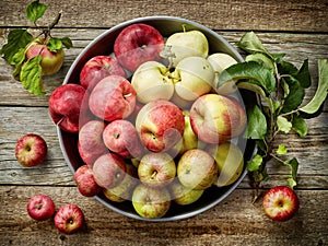 Plate of various fresh apples