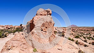 Plateau Altiplano with very untypical nature in Bolivia