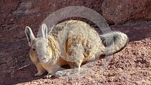 Plateau Altiplano with very untypical nature in Bolivia