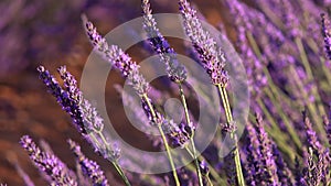 Plateau de Valensole lavender field in Haute Alpes Provence Cote d'Azur