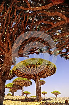 Plateau with dragon trees on a sunny day. Yemen. Socotra. endemic trees