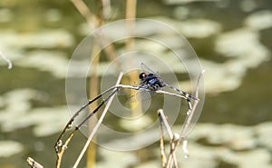 Pin-tailed Pondhawk (Erythemis plebeja) Perched on a Twig in a Pond in Jalisco, Mexico photo