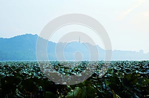 Plateau Hangzhou West Lake